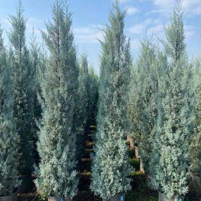 Arizona Blue Cypress 6