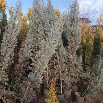 Arizona Blue Cypress 7