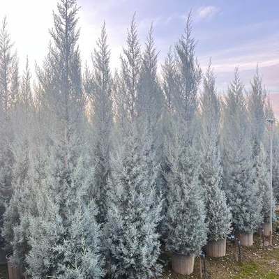 Arizona Blue Cypress 8