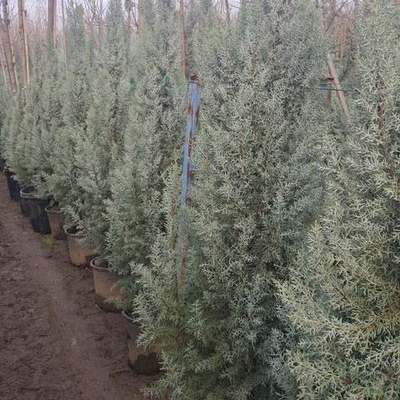 Arizona Blue Cypress 9