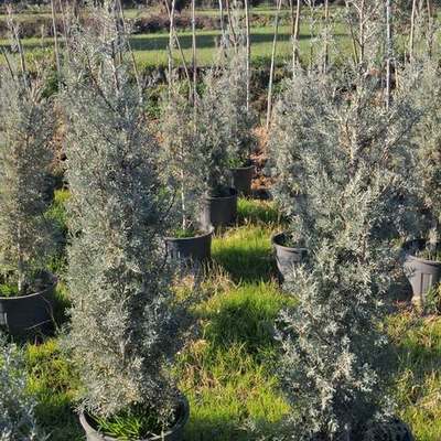 Arizona Blue Cypress 10