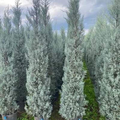 Arizona Blue Cypress 11