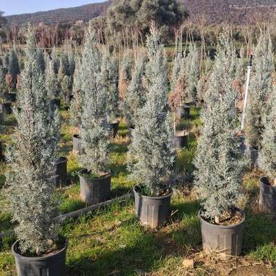 Arizona Blue Cypress 12