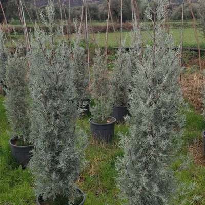 Arizona Blue Cypress 13