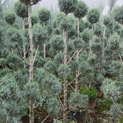 Arizona Blue Cypress 14
