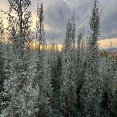 Arizona Blue Cypress 15