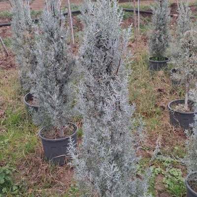 Arizona Blue Cypress 16