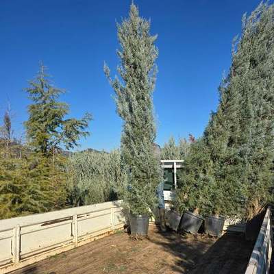 Arizona Blue Cypress 17