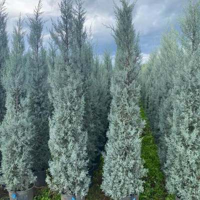 Arizona Blue Cypress 18