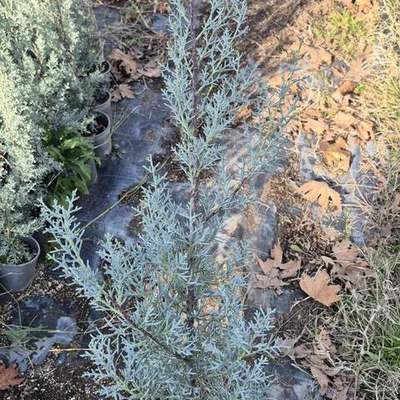 Arizona Blue Cypress 19