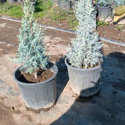 Arizona Blue Cypress 20