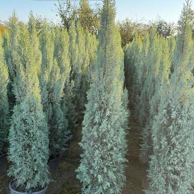 Arizona Blue Cypress 21