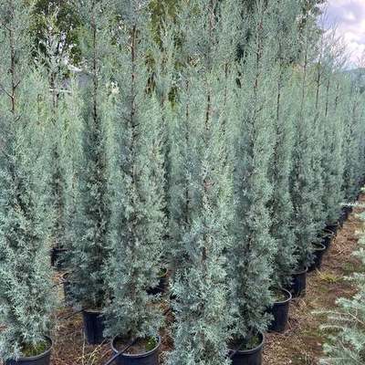 Arizona Blue Cypress 22