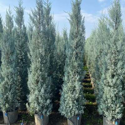 Arizona Blue Cypress 23
