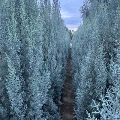 Arizona Blue Cypress 24