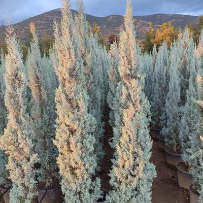 Arizona Blue Cypress 25