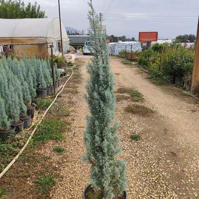 Arizona Blue Cypress 26