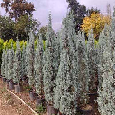 Arizona Blue Cypress 27