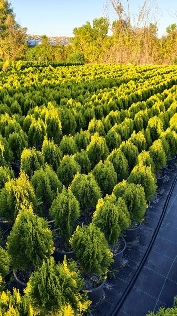 Thuja 'Smaragd' (Arborvitae) (Thuja occidentalis 'Smaragd')