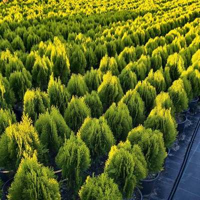Thuja 'Smaragd' (Arborvitae) (Thuja occidentalis 'Smaragd')