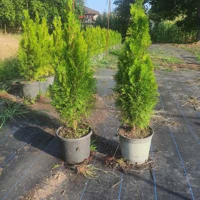 Thuja 'Smaragd' (Arborvitae) 2