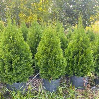 Thuja 'Smaragd' (Arborvitae) 3