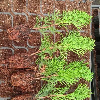 Thuja 'Smaragd' (Arborvitae) 4