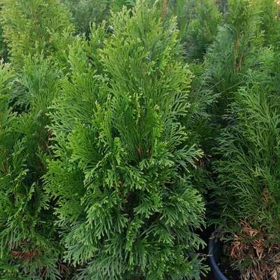 Thuja 'Smaragd' (Arborvitae) 5