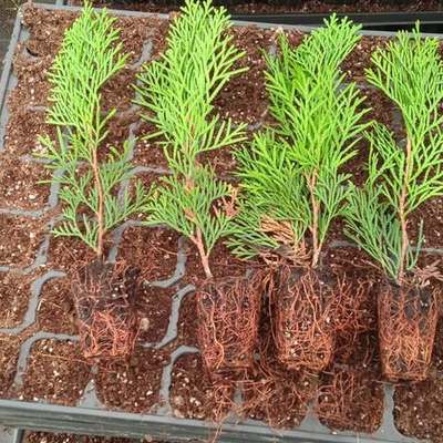 Thuja 'Smaragd' (Arborvitae) 6