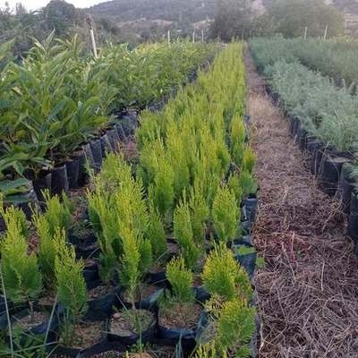 Thuja 'Smaragd' (Arborvitae) 7