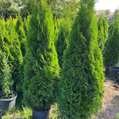 Thuja 'Smaragd' (Arborvitae) 8