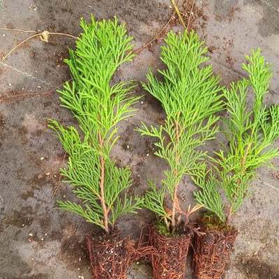 Thuja 'Smaragd' (Arborvitae) 9
