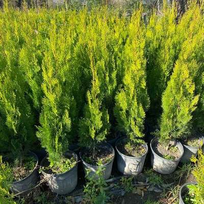 Thuja 'Smaragd' (Arborvitae) 10