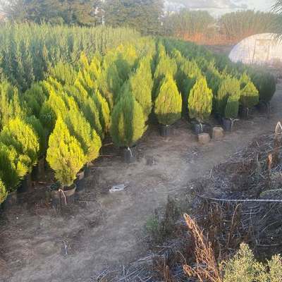 Thuja 'Smaragd' (Arborvitae) 11