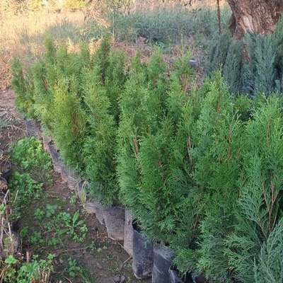 Thuja 'Smaragd' (Arborvitae) 12