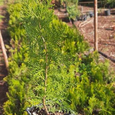 Thuja 'Smaragd' (Arborvitae) 13