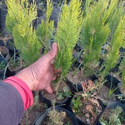 Thuja 'Smaragd' (Arborvitae) 14