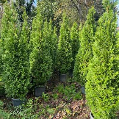 Thuja 'Smaragd' (Arborvitae) 15