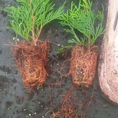 Thuja 'Smaragd' (Arborvitae) 16