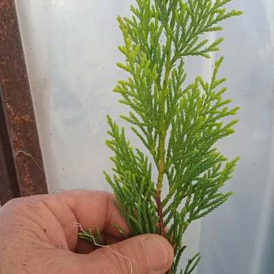 Thuja 'Smaragd' (Arborvitae) 17