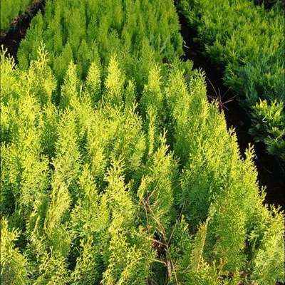 Thuja 'Smaragd' (Arborvitae) 18