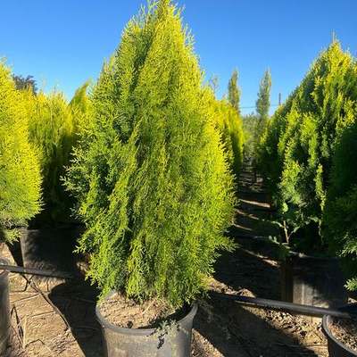 Thuja 'Smaragd' (Arborvitae) 19