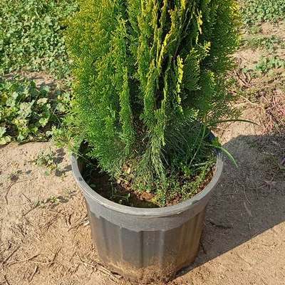 Thuja 'Smaragd' (Arborvitae) 20