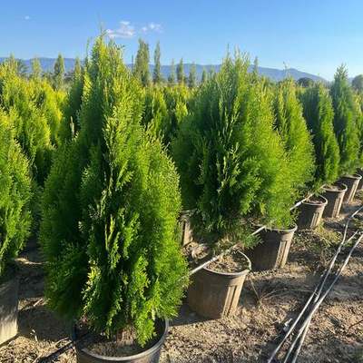 Thuja 'Smaragd' (Arborvitae) 21