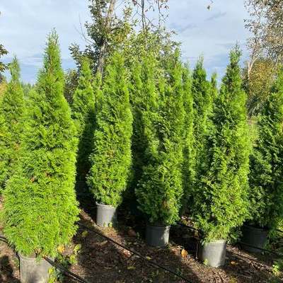 Thuja 'Smaragd' (Arborvitae) 22