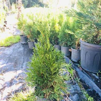 Thuja 'Smaragd' (Arborvitae) 23
