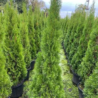 Thuja 'Smaragd' (Arborvitae) 24