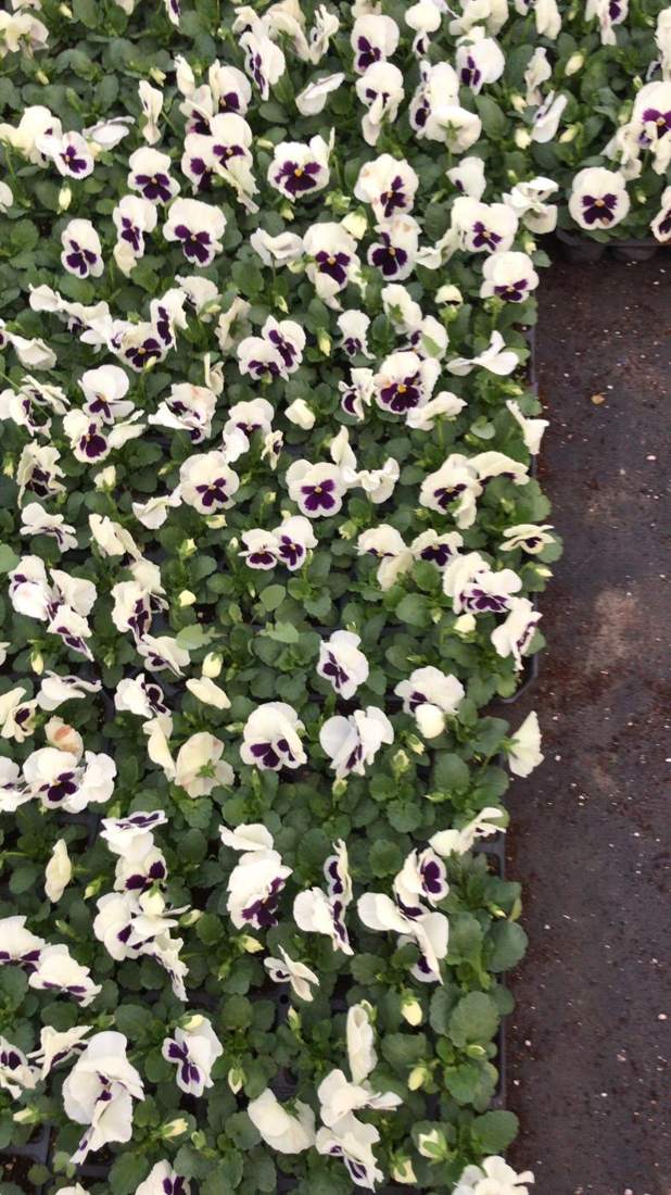 Seasonal Flowers & Seedlings (Seasonal bedding plants)