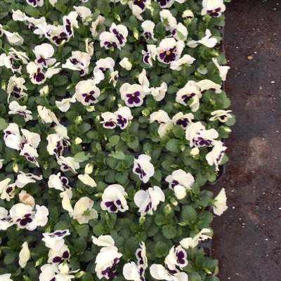 Seasonal Flowers & Seedlings (Seasonal bedding plants)