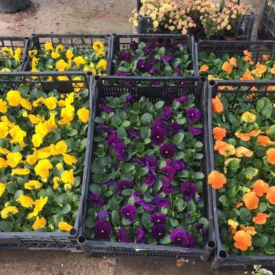 Seasonal Flowers & Seedlings 2